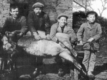 On tue le cochon au Cloitre-Pleyben (29) vers 1925. Le 3e personnage est notre grand-père Jean Cognard.